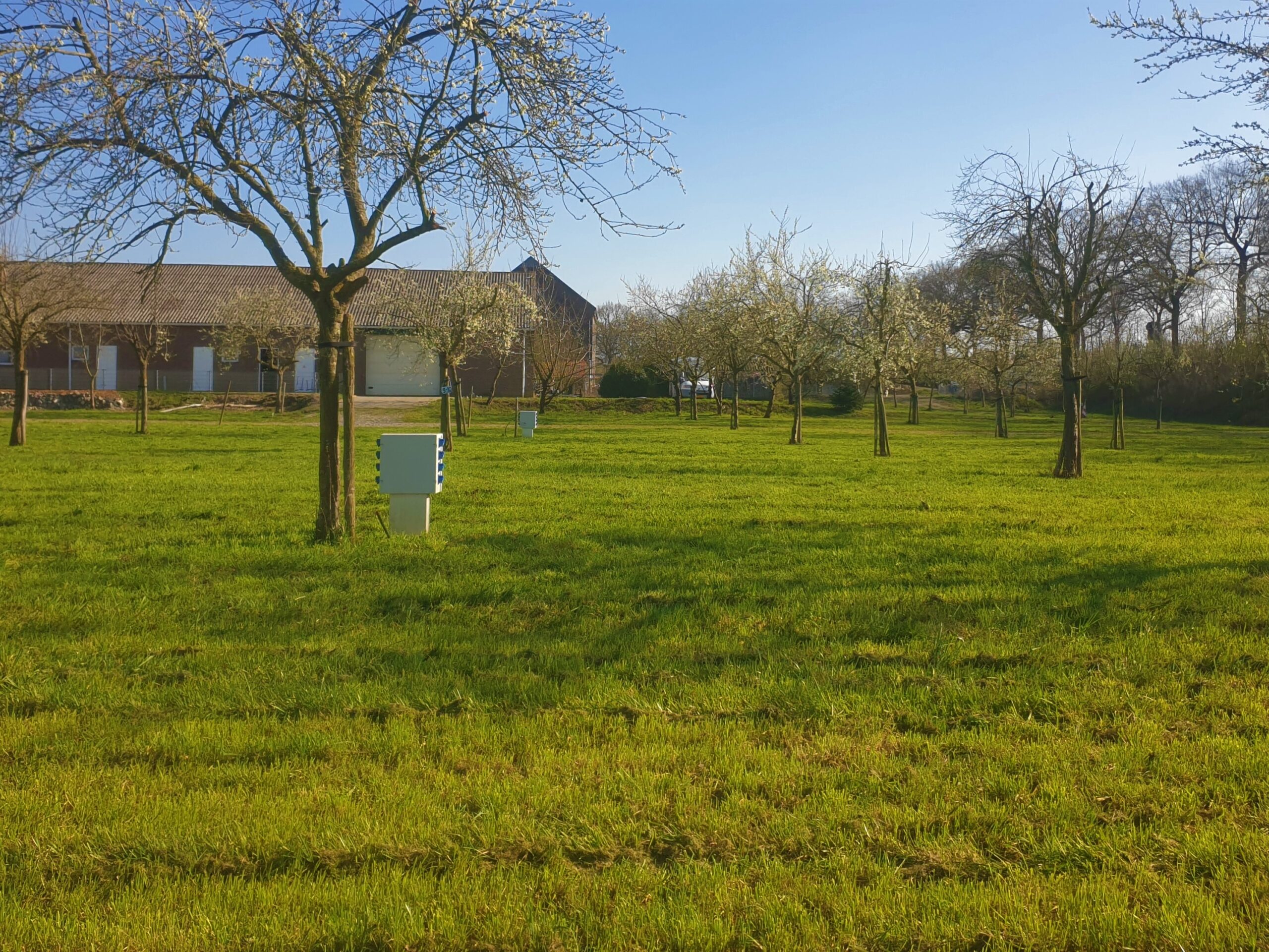 Groene kampeerplaatsen tussen de fruitbomen bij Hoeve de Ploeg